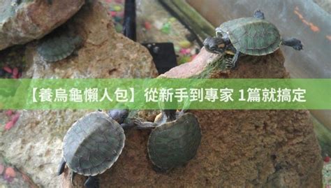 烏龜養|【養烏龜懶人包】：從新手到專家，1篇就搞定